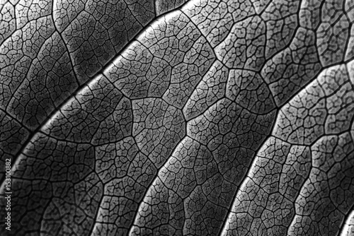 Infrared Leaf Texture With Visible Stomata Covering The Outer Epidermis Layer