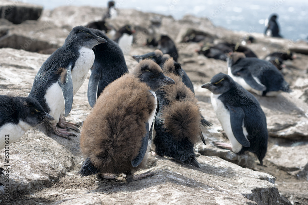 Fototapeta premium Large group of Rockhopper Penguin Chicks at Falkland Islands (Islas Malvinas)