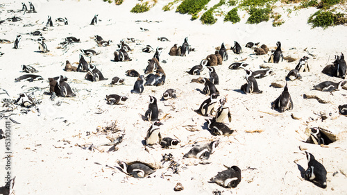 African penguins chilling on the beach