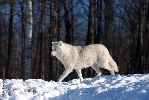 Arctic wolf (Canis lupus arctos) walking on a snow covered rocky cliff in winter in Canada 