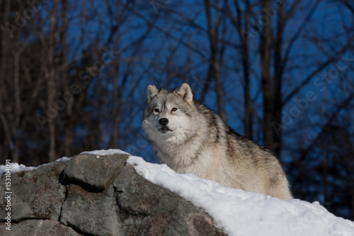 Arctic wolf standing on a snow covered rocky cliff in winter in Canada 