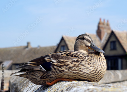 Mallard duck, female, sitting on bridge over river