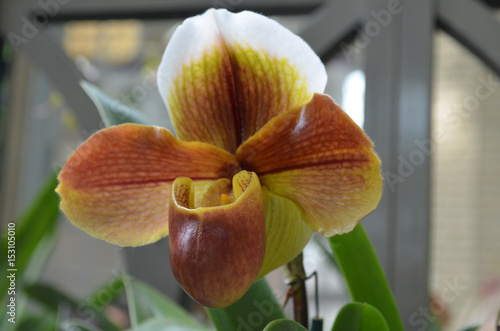 Striped Rare Orchids with Yellow and Red photo