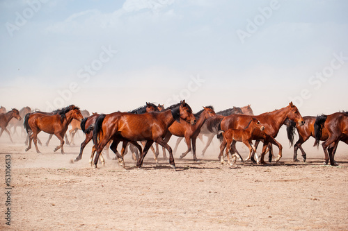 Horses © Kerim