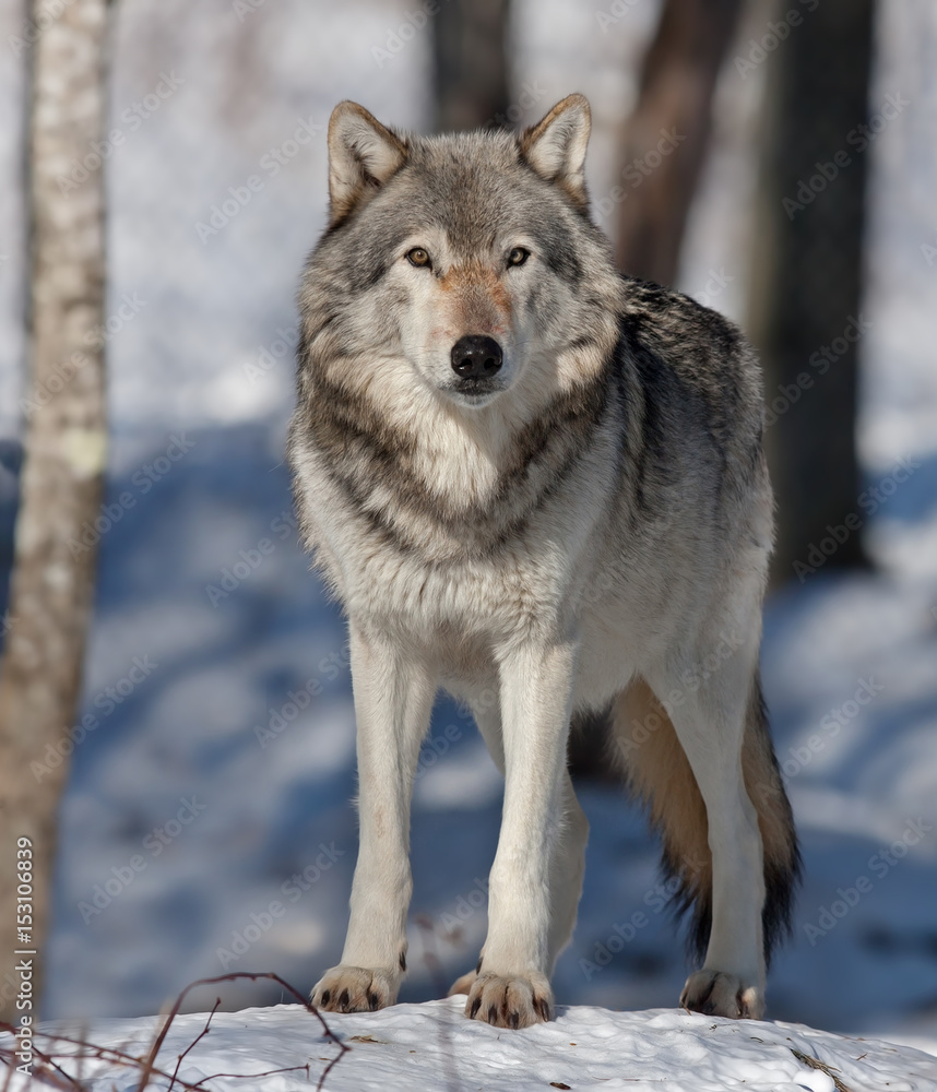 Obraz premium Samotny wilk leśny lub wilk szary (Canis lupus) spacerujący po śniegu w Kanadzie