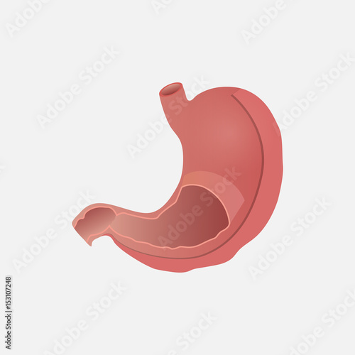 stomach illustration