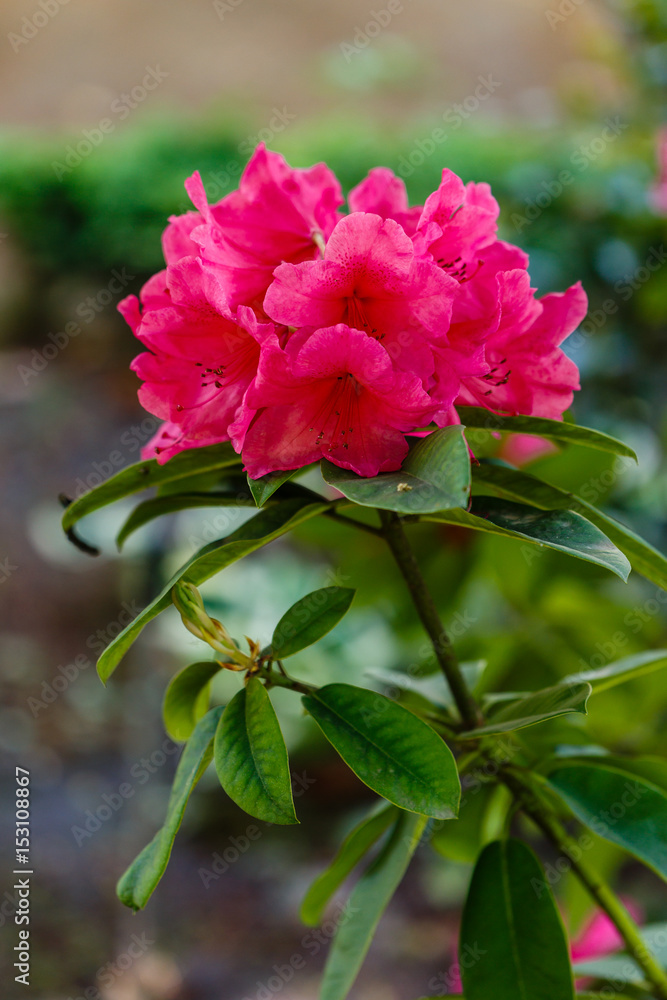 Rhododendron Anna Rose Whitney cultivated in a garden