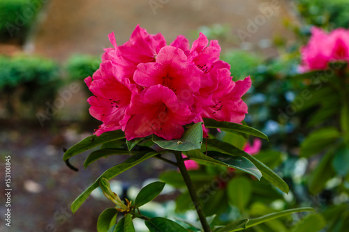 Photos Rhododendron Anna Rose Whitney cultivated in a garden