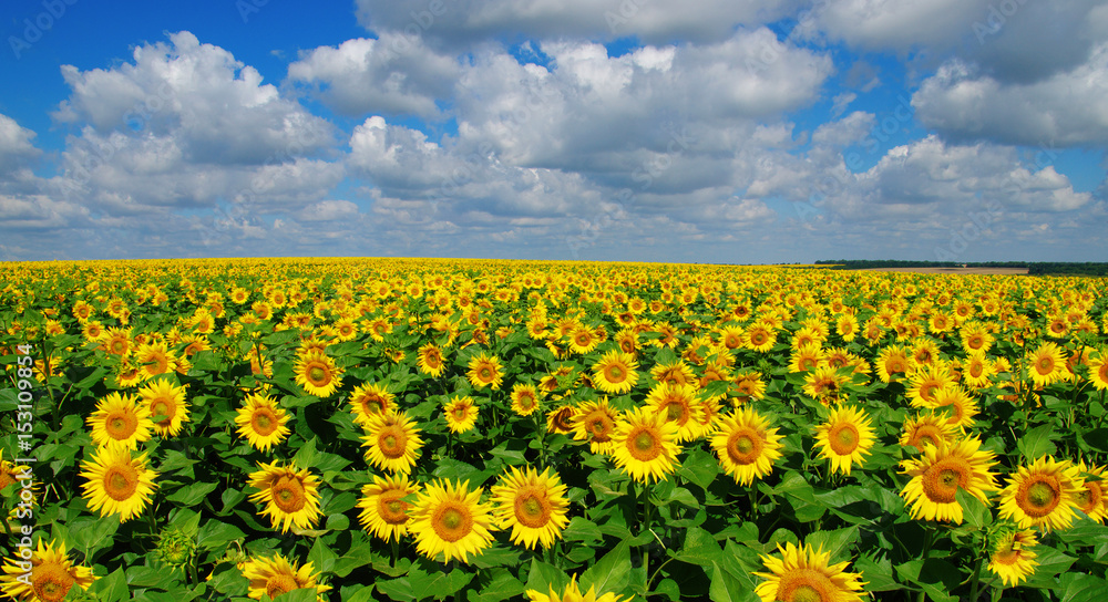 Fototapeta premium field of blooming sunflowers