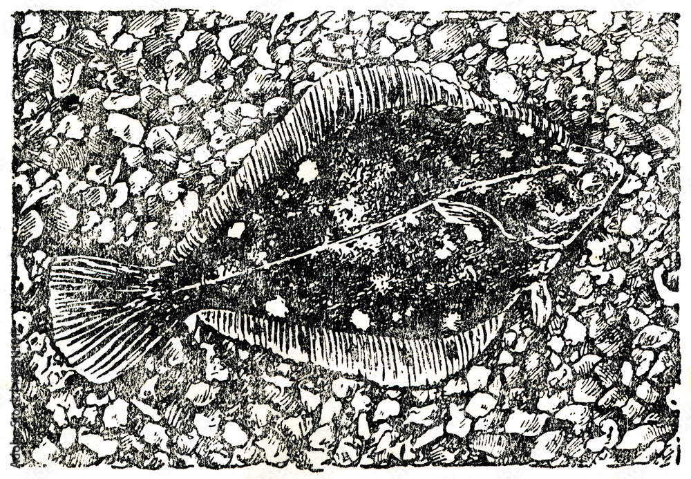 Flounder blending into its environment rocky seabed (colouring camouflage) Stock Illustration