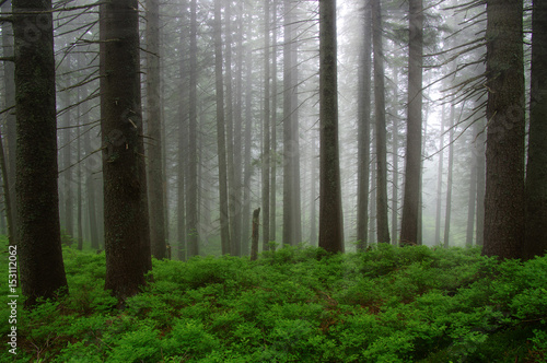 Trees in forest