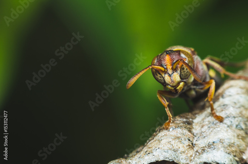 angry hornet on nest in the dark.