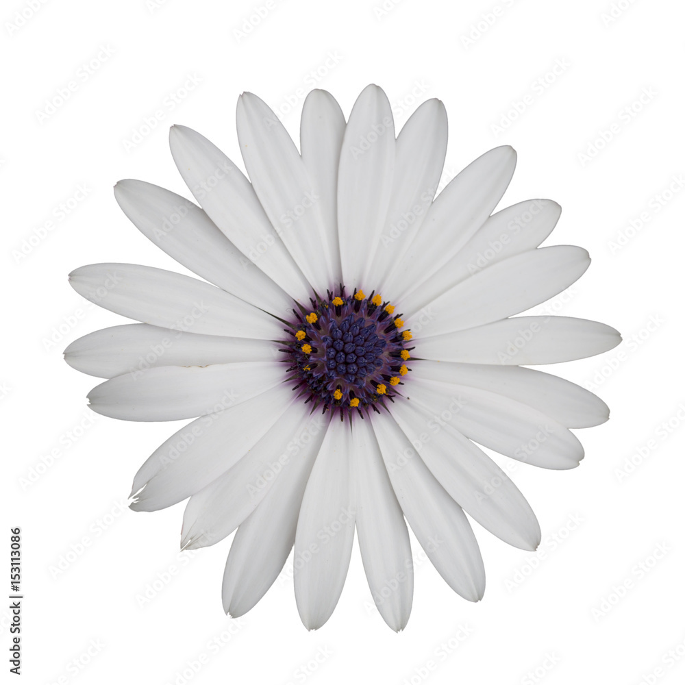 Daisy  flower isolated on white.  Macro.
