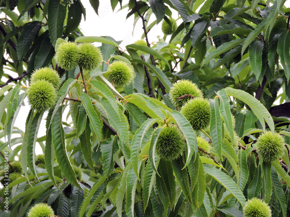 夏の栗 夏の栗