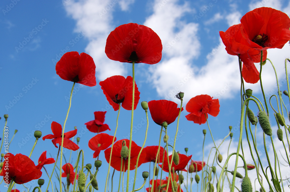 Obraz premium Czerwone maki na polu