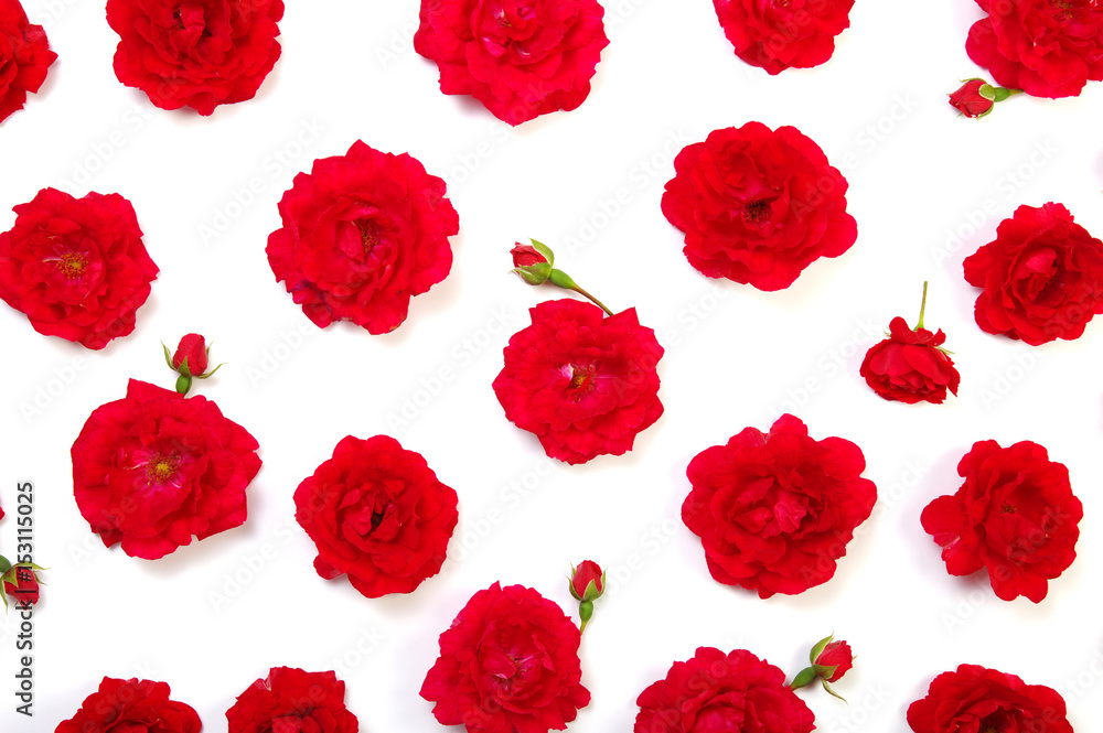 Red roses on white Red roses on white