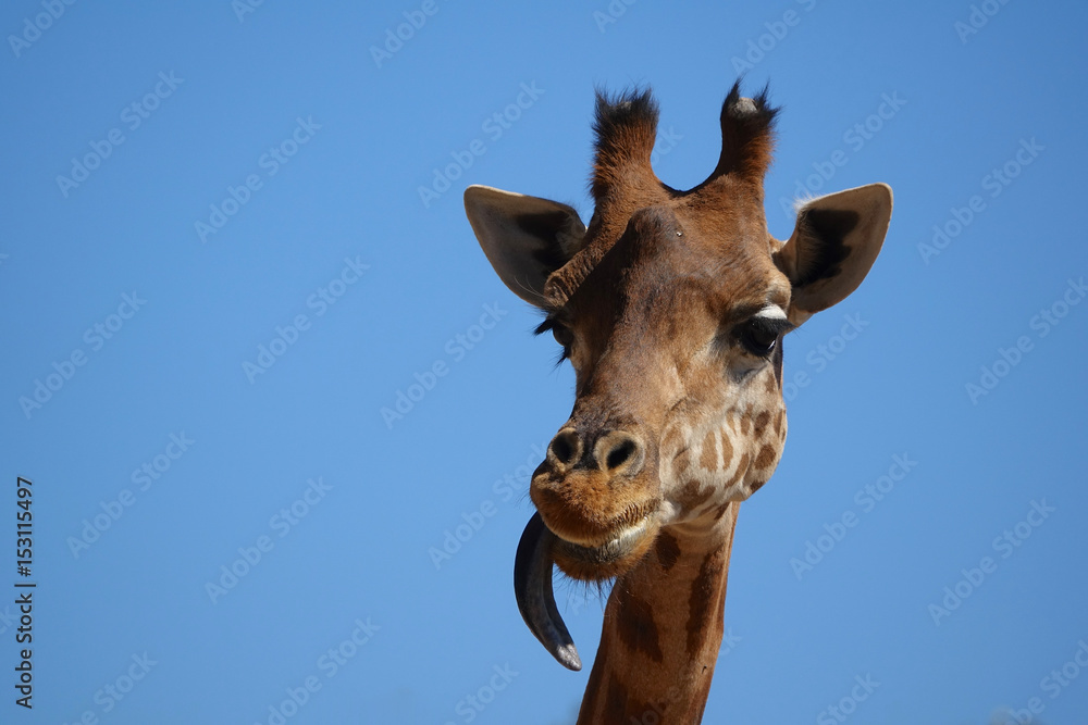 langue de girafe