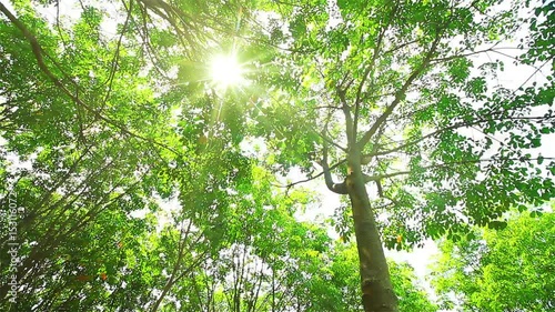 Tapping latex from a rubber tree in Thailand :