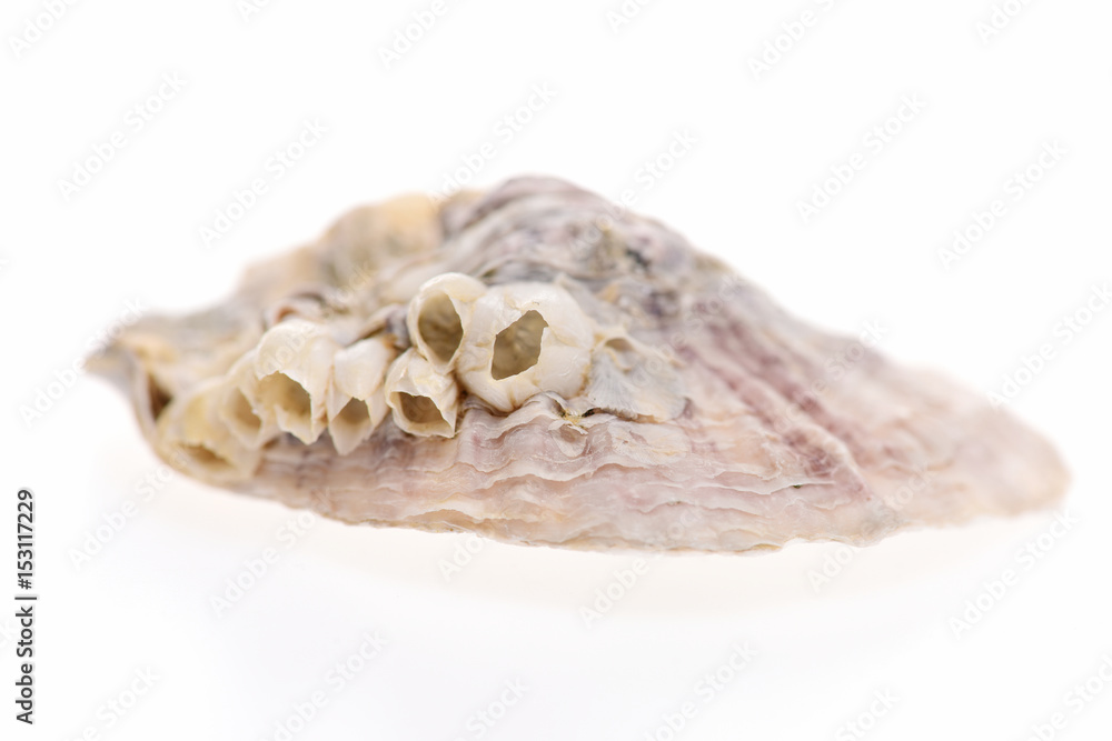clam shell with corals isolated on white clam shell with corals isolated on white