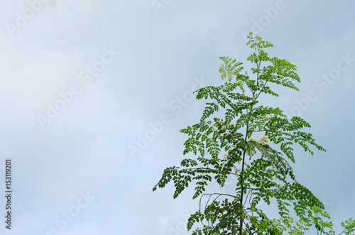 branch leaf of tree beautiful in the forest with blue sky background