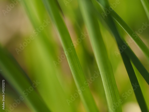 Macro of a plant on abstract background