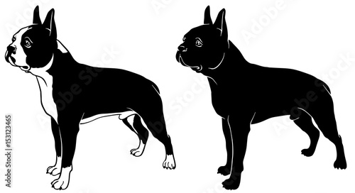 Boston terrier set outline and silhouette vector