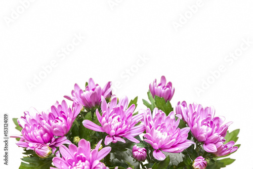 Purple Flowers Isolated On White Background