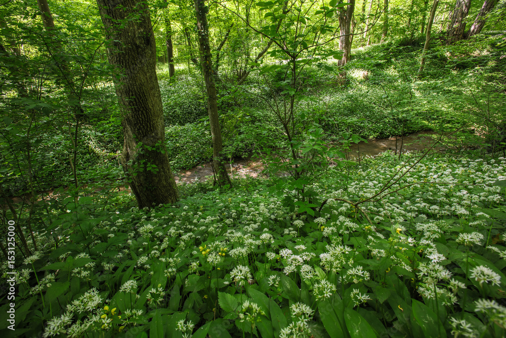 Wild garlic growing in the forest, spring blooming time Wild garlic growing in the forest, spring blooming time