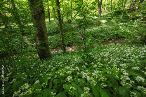 Wild garlic growing in the forest, spring blooming time 