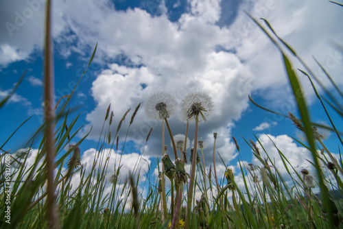 grass and dandelions  photo