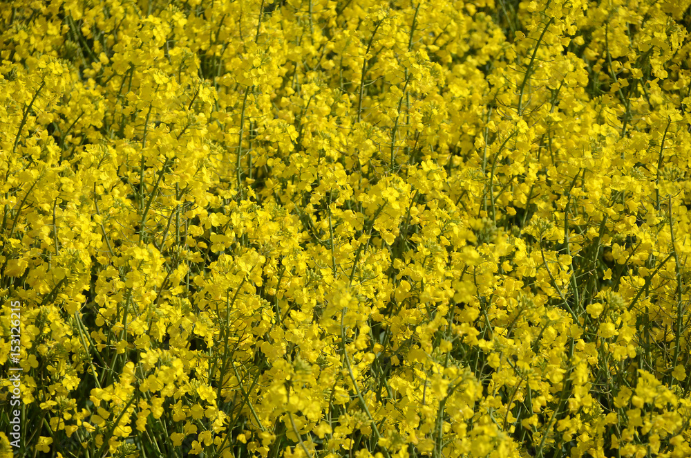Yellow rape field. Yellow rape field.