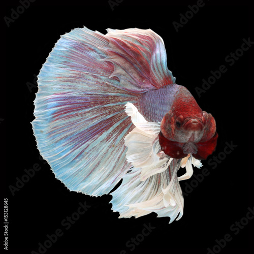 Dumbo Halfmoon Betta on black background. Beautiful fish. Swimming flutter tail flutter.