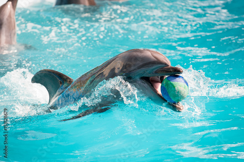 Dolphin in the pool play