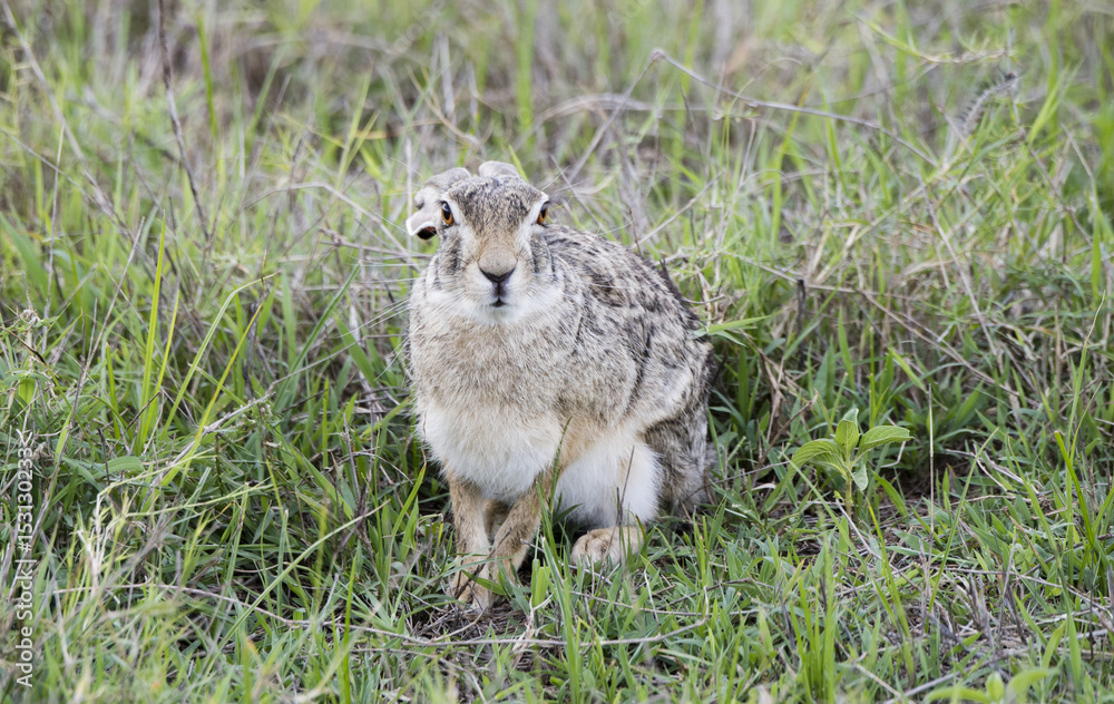 Obraz premium Wild Scrub Hare (Lepus saxatilis) Sitting in Grass in Northern Tanzania