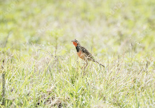 Rosy-throated Longclaw (Macronyx ameliae) in a Wet Meadow in Northern Tanzania photo