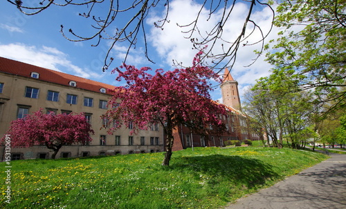 Legnica - aleja przy zamku Książąt