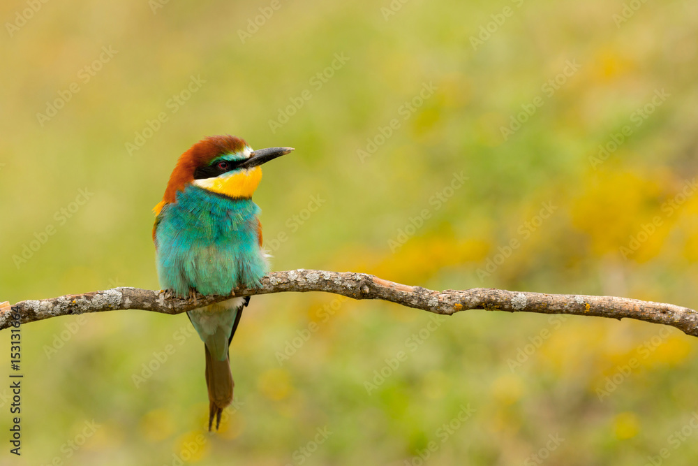 Portrait of a colourful bird