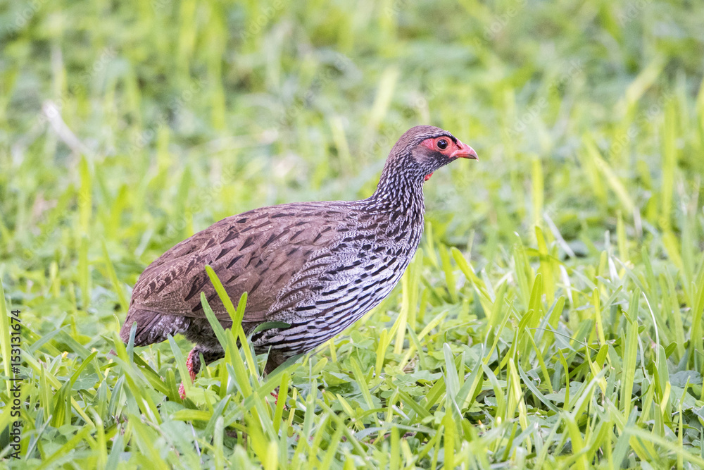 Obraz premium Wild Red-necked Francolin (Francolinus afer) Hunting in Deep Grass in Northern Tanzania