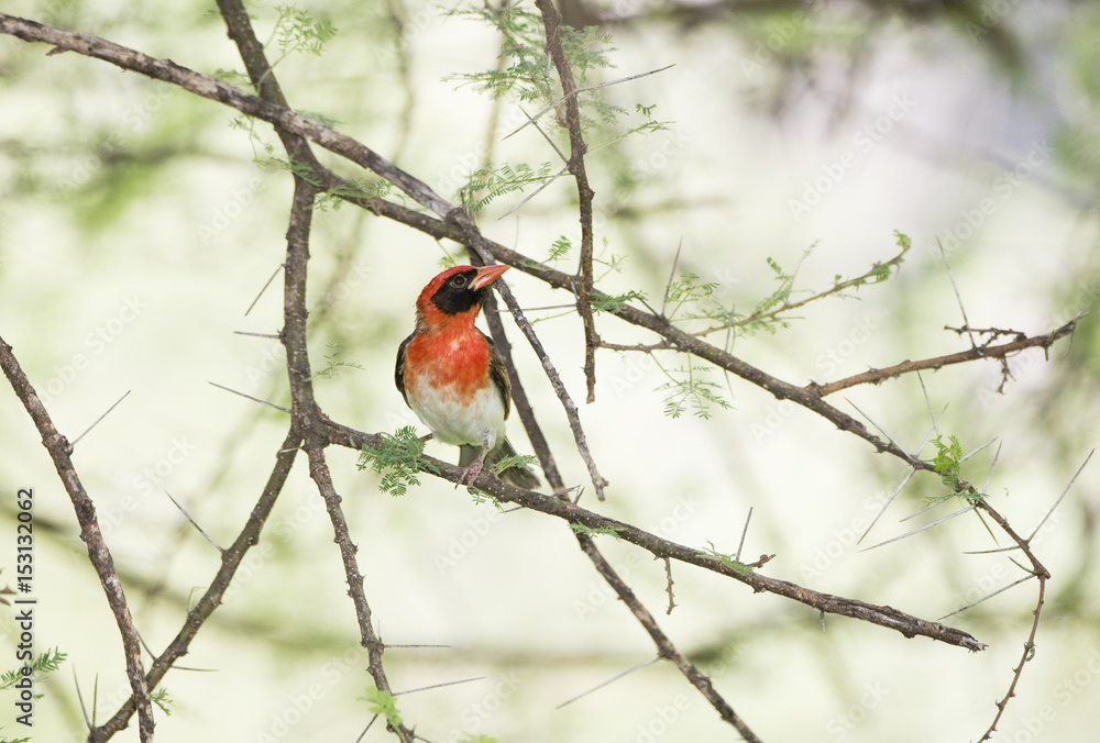  Red-headed Weaver (Anaplectes rubriceps) in Acacia Tree in Northern Tanzania