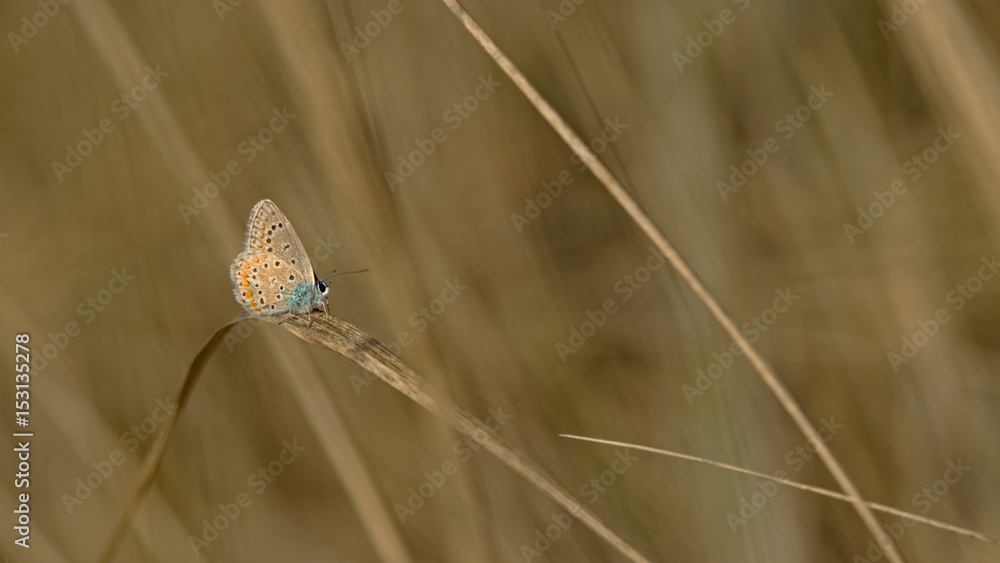 Petit papillon azuré commun sur une tige de graminée en automne dans le sud de la France.