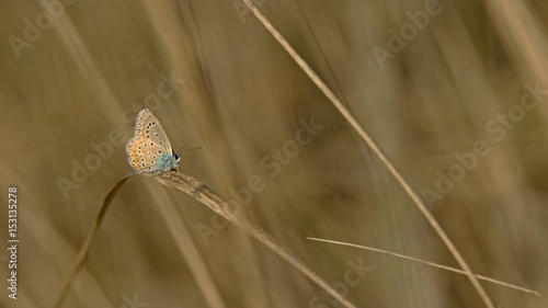 Fotografía Petit papillon azuré commun sur une tige de graminée en automne dans le sud de la France
