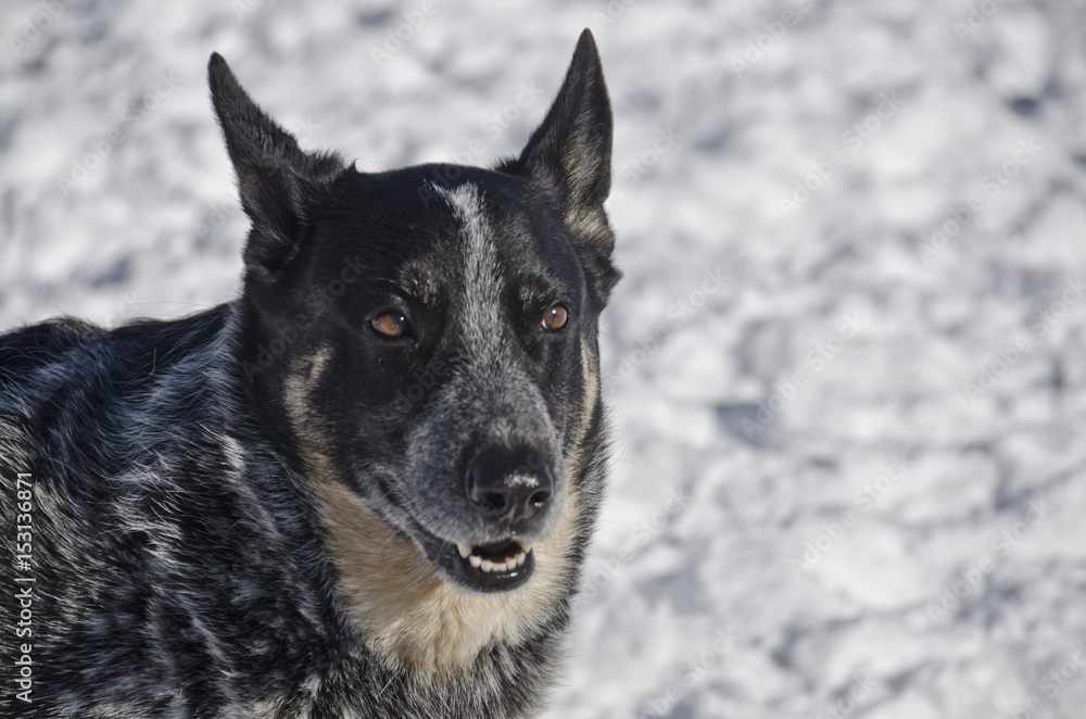 Blue Heeler Dog Enjoys the Snow Blue Heeler Dog Enjoys the Snow