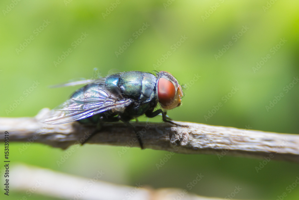 Fly fly on green leaf insect macro background Fly fly on green leaf insect macro background