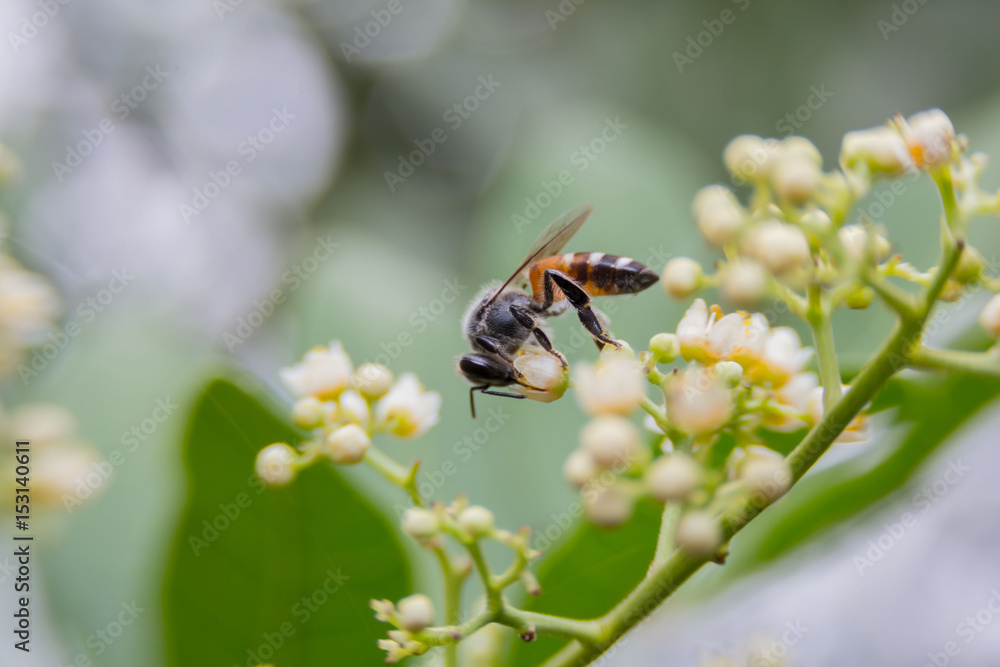flying honey bee flying honey bee