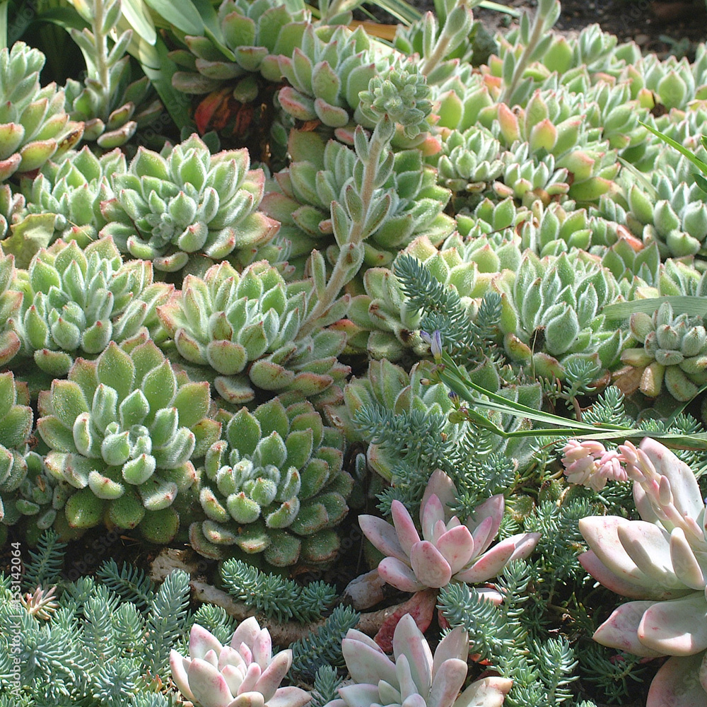 Obraz premium Echeveria