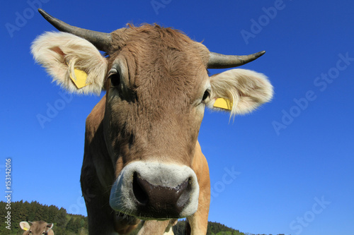 Kuh mit Hörnern