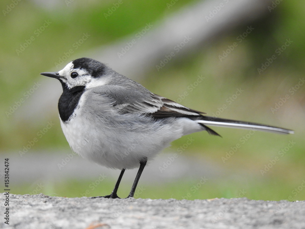 White wagtail White wagtail