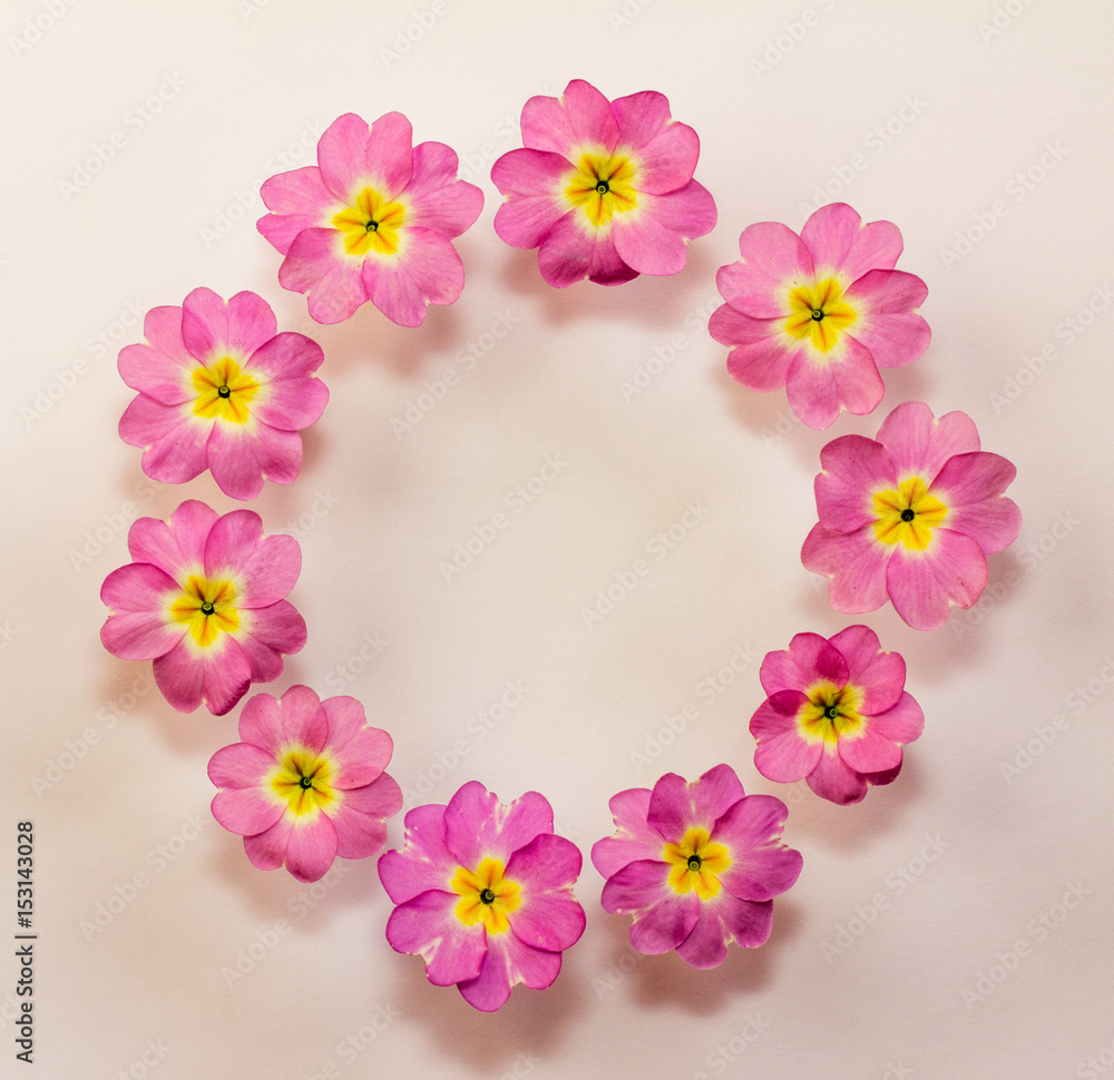 circular floral frame of pink primrose flowers with space for text. Flat lay, top view