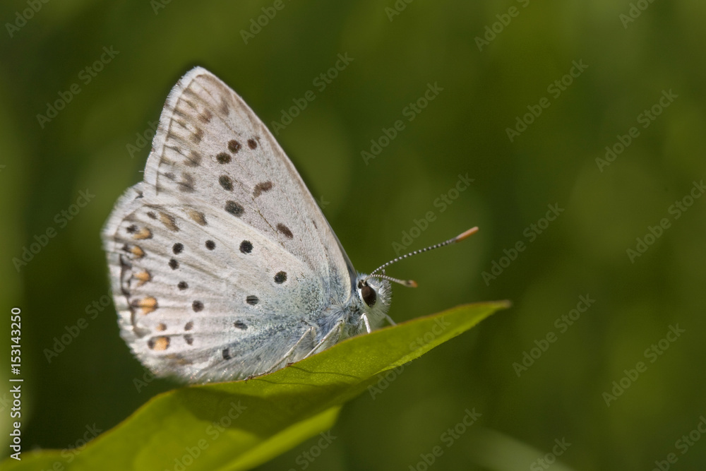 Petit papillon bleu azur et blanc sur une feuille de plante dans une prairie.