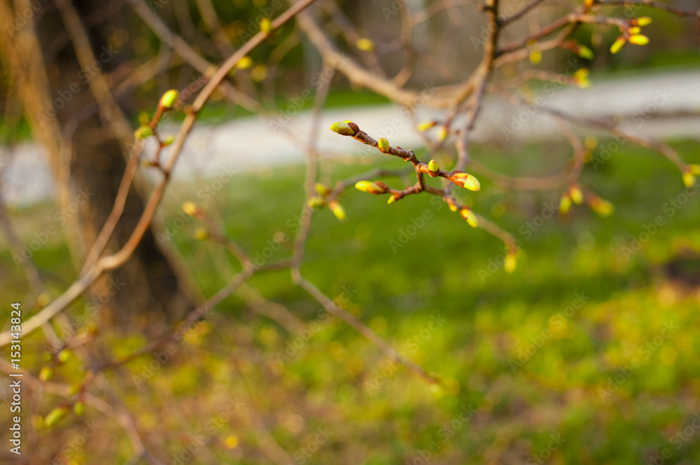 Young branch with fresh leaves and bud. Spring natural background with trees on the sunset. . Young branch with fresh leaves and bud. Spring natural background with trees on the sunset. .